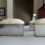 Learning Loaf 6e:  Proof and Bake