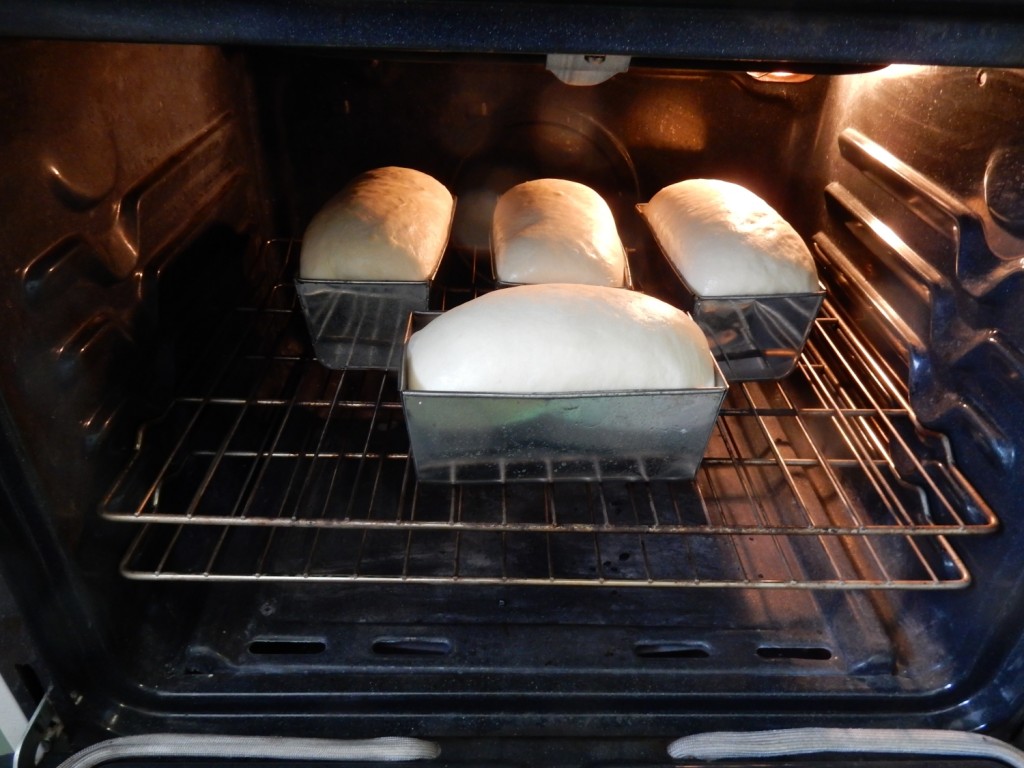 Loaves are in the oven and starting to spring